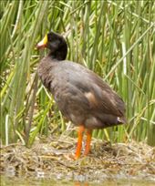 Giant Coot: by vagabonds3, Views[133]