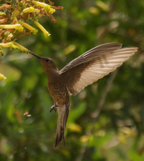 Giant Hummingbird