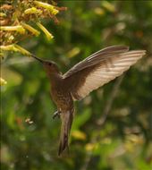 Giant Hummingbird: by vagabonds3, Views[81]