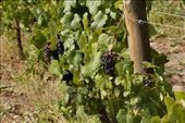 Malbec grapes ready for wine—or ice cream: by vagabonds3, Views[207]