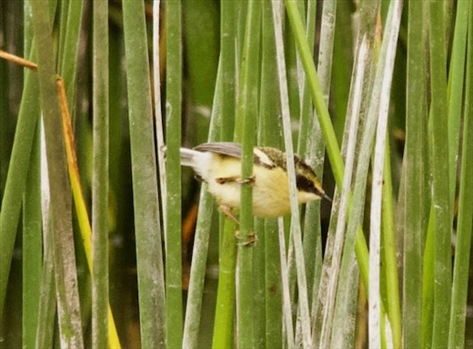 Many-Colored Rush Tyrant