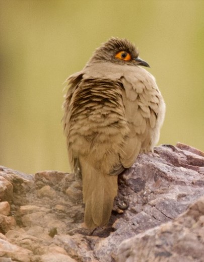Bare-Eyed Ground Dove