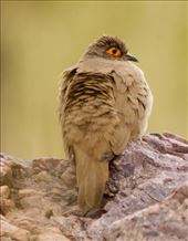 Bare-Eyed Ground Dove: by vagabonds3, Views[84]
