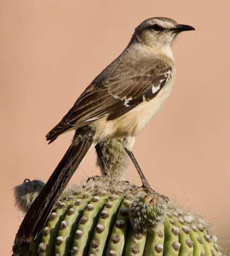 Patagonian Mockingbird