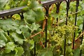 Grapes right outside our door, Plaza Hotel Cafayate: by vagabonds3, Views[128]