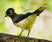 Plush-Crested Jay: by vagabonds3, Views[211]