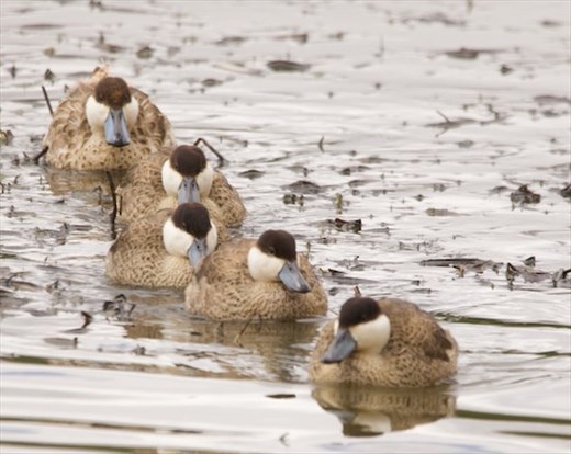 Puna Teal all in a row