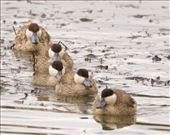 Puna Teal all in a row: by vagabonds3, Views[206]