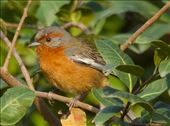 Rusty-Browed Warbling Finch: by vagabonds3, Views[78]