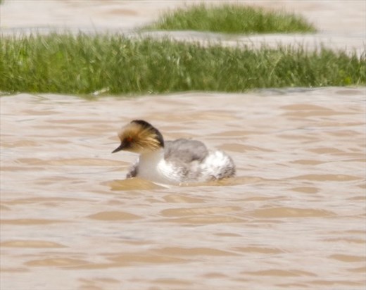 Silvery Grebe