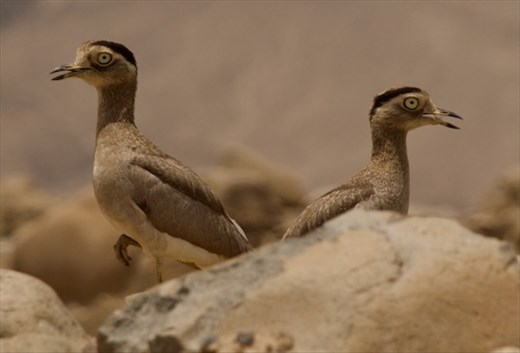 Peruvian Thick-knees (there have to be some birds!)