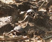 A new generation of giant tortoises, Fausto Llerena Breeding Center: by vagabonds3, Views[199]