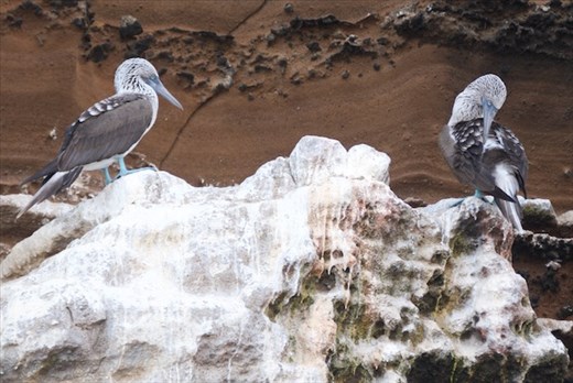 Blue-Footed Boobies
