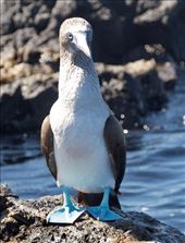 Blue-Footed Booby: by vagabonds3, Views[208]