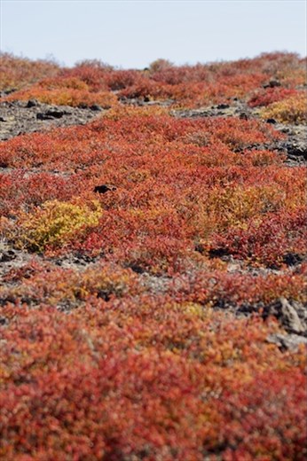 Carpet Weed, South Plaza Island