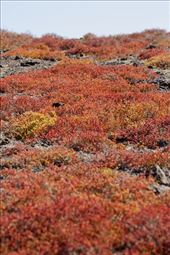 Carpet Weed, South Plaza Island: by vagabonds3, Views[229]