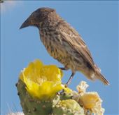Common Cactus Finch: by vagabonds3, Views[264]