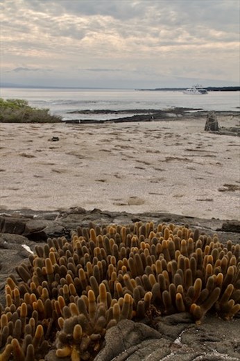 Lava Cactus, Fernandina Island
