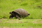 Giant Tortoise on Santa Cruz: by vagabonds3, Views[233]
