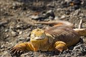 Common Land Iguana: by vagabonds3, Views[246]