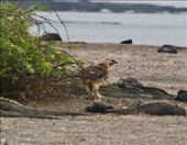 Galapagos Hawk dining on marine iguana: by vagabonds3, Views[197]