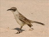 Galapagos Mockingbird: by vagabonds3, Views[243]