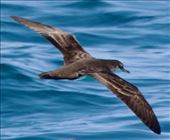 Galapagos Shearwater: by vagabonds3, Views[277]