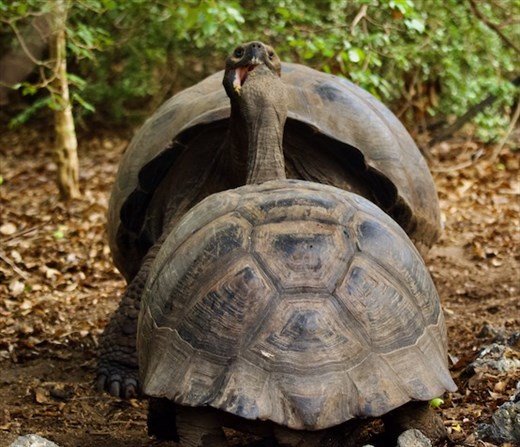 When two Giant Tortoises meet head on, Isabela Island