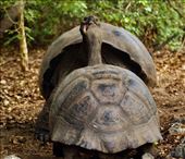 When two Giant Tortoises meet head on, Isabela Island: by vagabonds3, Views[215]