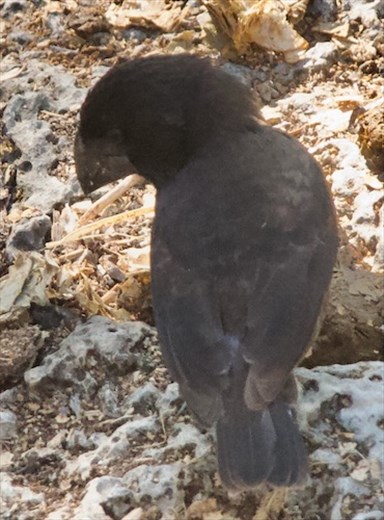 Large Ground Finch