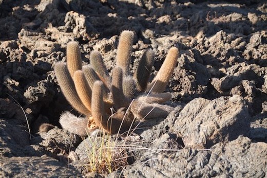 Lava Cactus, a hearty soul