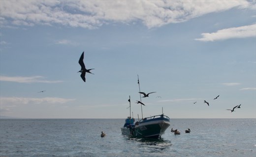Frigate Birds surrounding fishing boat
