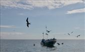 Frigate Birds surrounding fishing boat: by vagabonds3, Views[235]