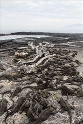 Galapagos Marine Iguanas: by vagabonds3, Views[217]