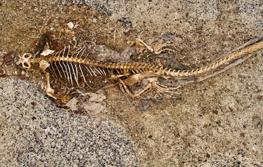 Marine Iguana skeleton, victim of La Niña climate change