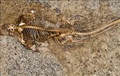 Marine Iguana skeleton, victim of La Niña climate change: by vagabonds3, Views[240]
