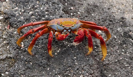 Sally Lightfoot Crab