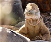 Santa Fe Land Iguana: by vagabonds3, Views[101]