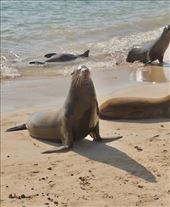 Sea Lion: by vagabonds3, Views[295]