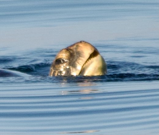 Sea Turtle taking a breath