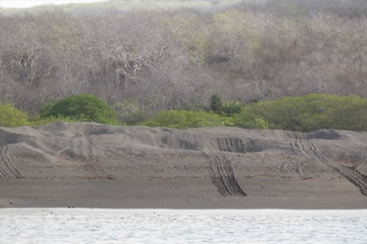 Tracks leading to sea turtle nests