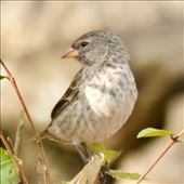 Small Ground Finch: by vagabonds3, Views[228]