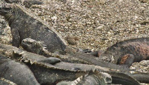 Small Ground Finch cleaning parasites from Marine Iguana