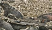 Small Ground Finch cleaning parasites from Marine Iguana: by vagabonds3, Views[243]