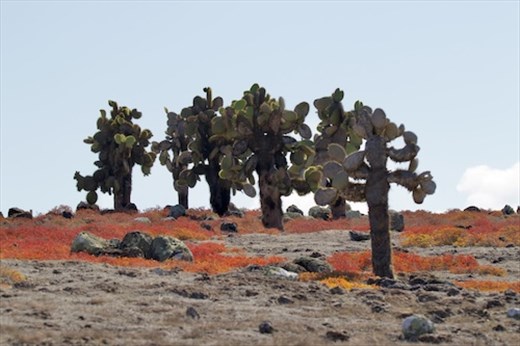 Galapagos Prickly Pear