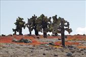 Galapagos Prickly Pear: by vagabonds3, Views[271]