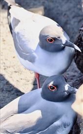 Swallow-tailed Gulls: by vagabonds3, Views[223]