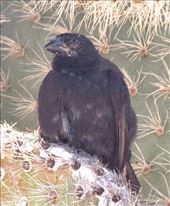 Vegetarian Finch: by vagabonds3, Views[269]