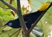 Stunning Black Oropendola, Chucunaque River: by vagabonds3, Views[231]