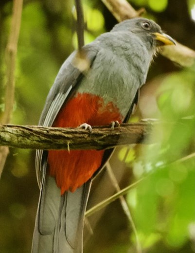 Black-Tailed Trogon, Darién